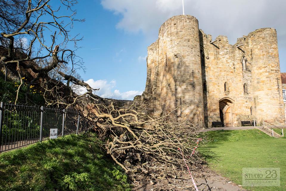 100-year-old tree blown over at Tonbridge Castle